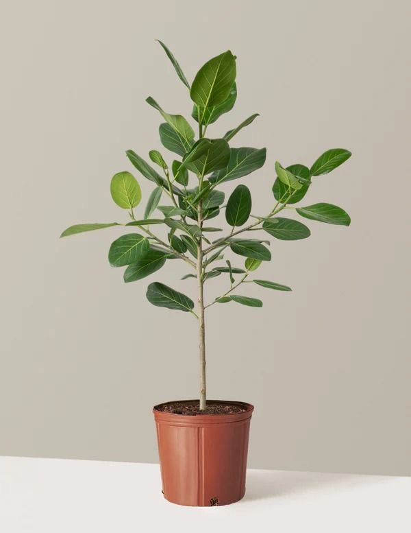 Ficus Audrey