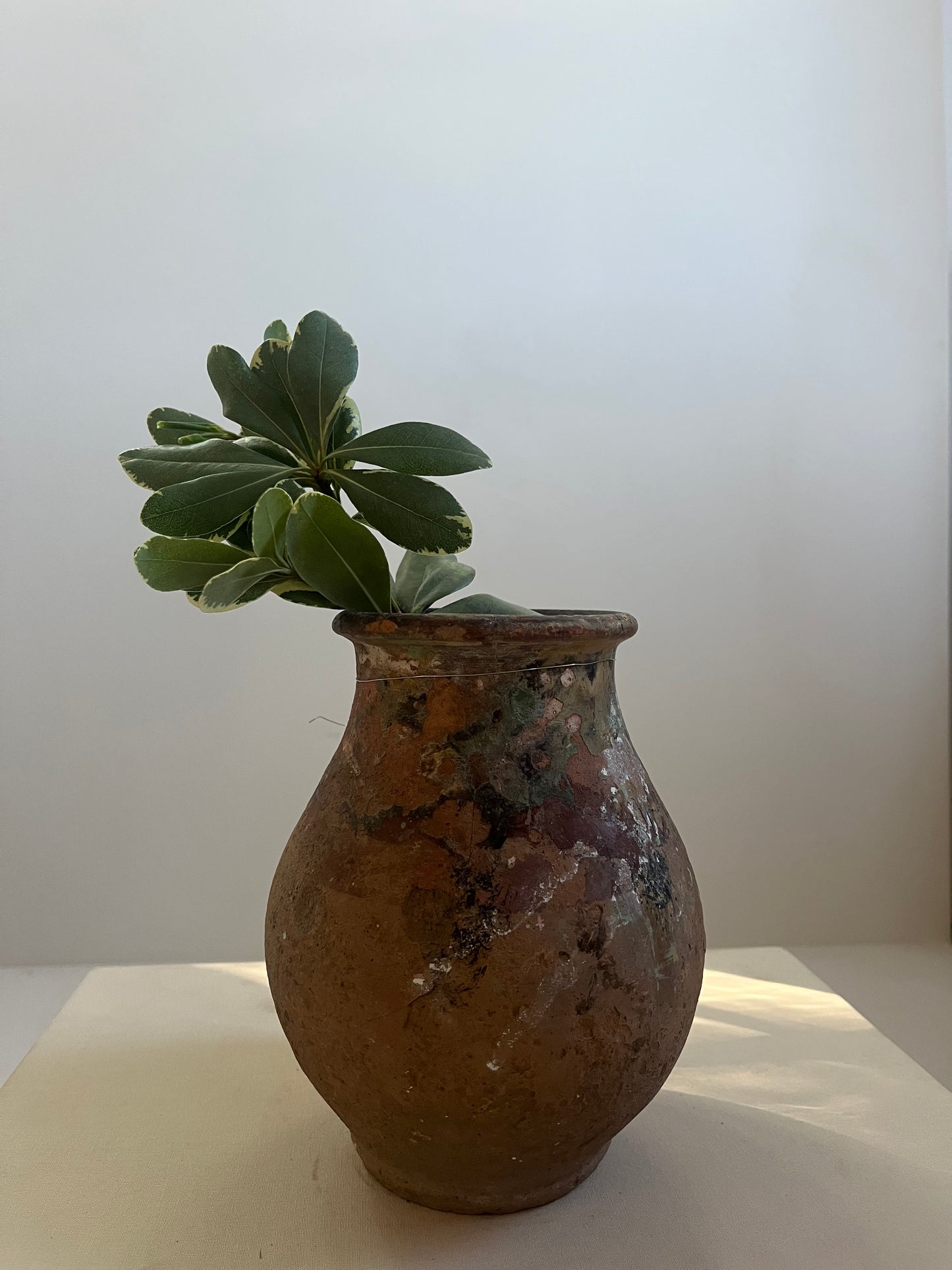 Not So Mini Kinik Pot No. 006