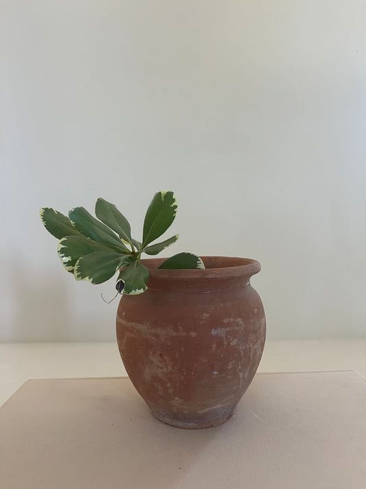 Mini Vintage Planter Pot
