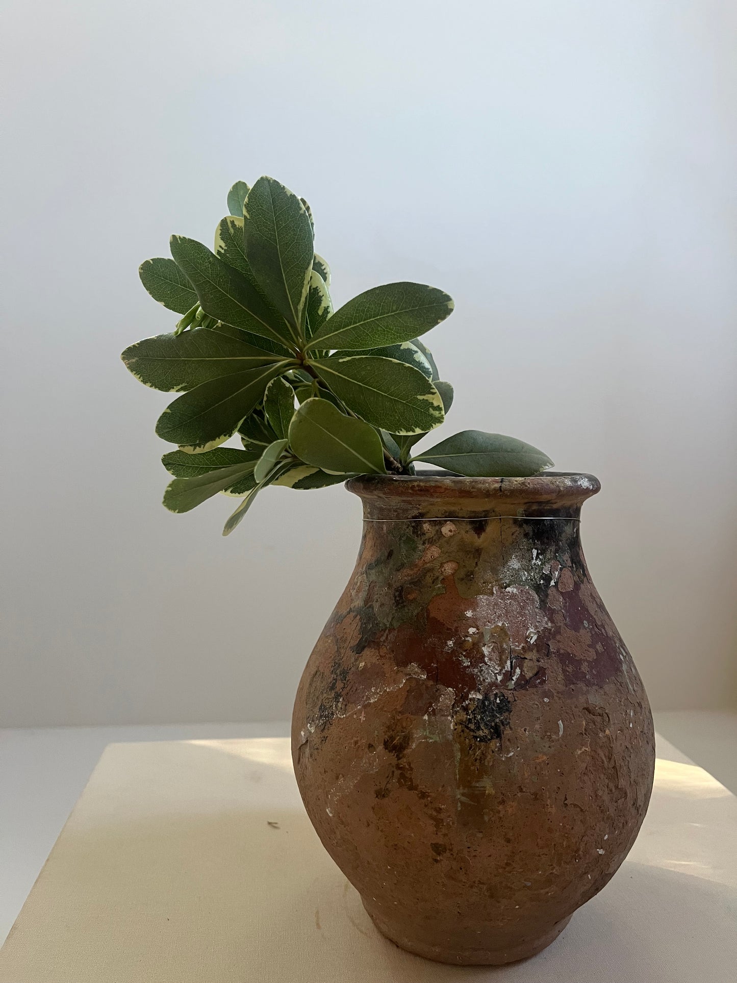 Not So Mini Kinik Pot No. 006