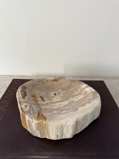 Petrified Wood Dish III